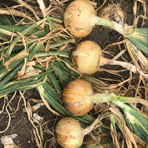 cebolla de bulbo RACHELLE